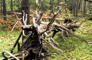 След Тунгусского взрыва